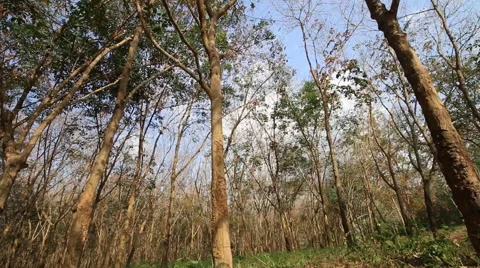 Rubber tree on summer season Stockbeeldmateriaal 47051659