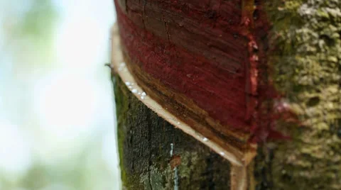Rubber Tree with tappers knife 스톡 동영상 32246989