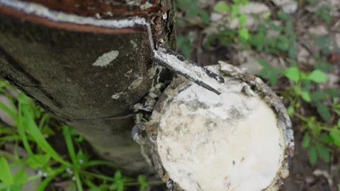 Rubber tree tapping agriculture forest plantation Stock Footage 294551969