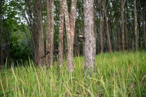Rubber tree tapping cut in plantation Thailand Fotos de archivo