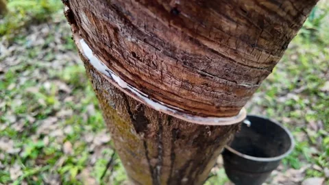 Rubber Tree Tapping in Nature Stock Footage 290080546