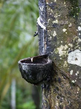 Rubber tree with tapping patches, Kerala, India Stock-Fotos