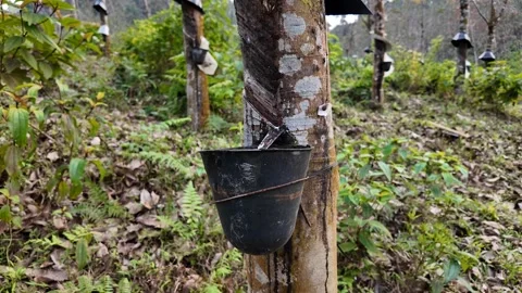 Rubber Tree Tapping in Plantation Stock Footage 290080206