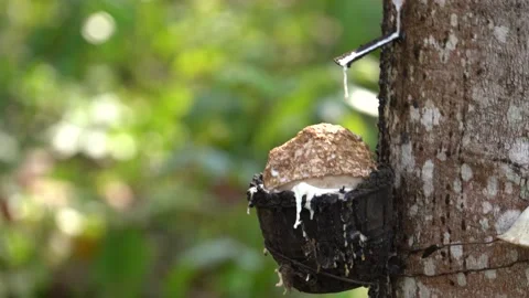Rubber Tree Tapping Process, Latex Dripping From Tree Bark Into The Bowl Stock Footage 185391349