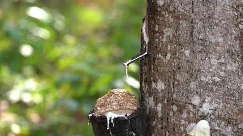 Rubber Tree Tapping Process, Latex Dripping From Tree Bark Stock Footage 219287973