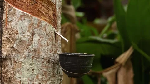 Rubber Tree Tapping Process in Thailand ... | Stock Video | Pond5