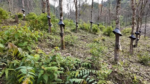 Rubber Tree Tapping for Sustainability Stock Footage 290080359