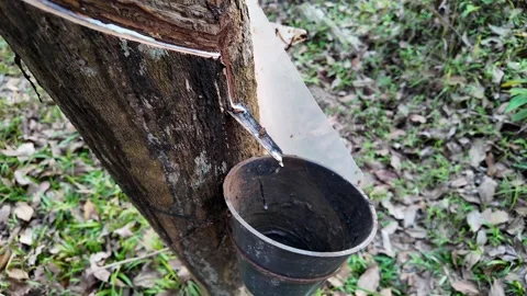 Rubber Tree Tapping for Sustainability Video stock 290080555