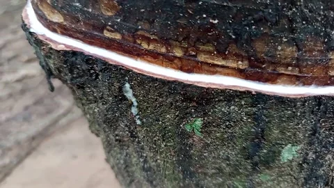 Rubber trees that emit sap Stock-Footage 300652862