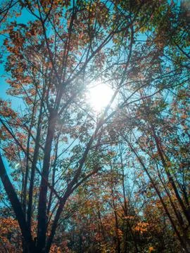 Rubber trees in the fall 写真素材