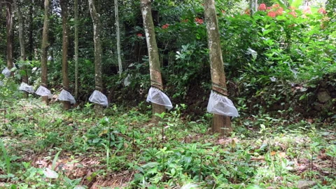 Rubber trees fitted with plastic rain guards. Stock Footage 279747491