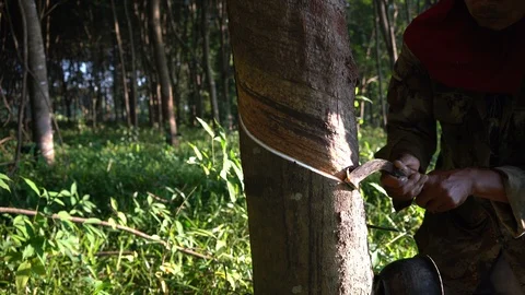 Rubber trees Stock Footage 116950059