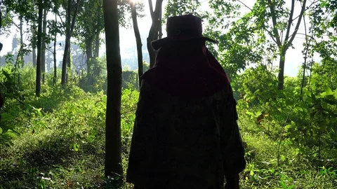 Rubber trees Stock Footage 116955762