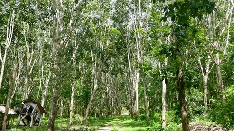 Rubber trees Video stock 118259202