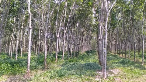 Rubber trees forest in the mountain Stock Footage 253978514