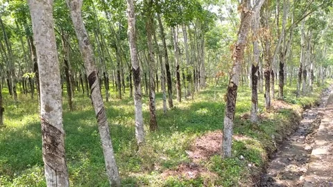 Rubber trees forest in the mountain Video stock 253978542