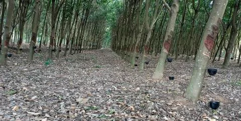 Rubber trees in the garden Stock Photos