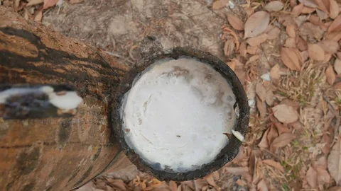 Rubber trees in nature. Stock Footage 101833015