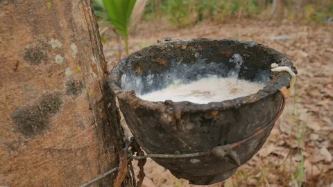 Rubber trees in nature. Stock Footage 101833075
