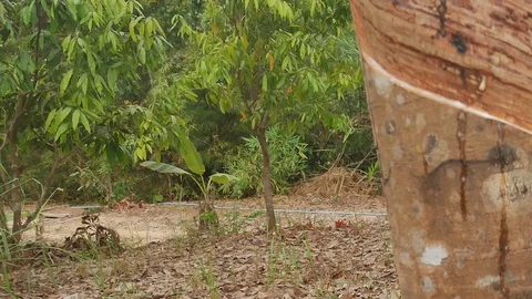 Rubber trees in nature. Stock Footage 101854945