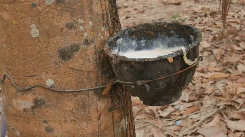 Rubber trees in nature. Stock Footage 101855036