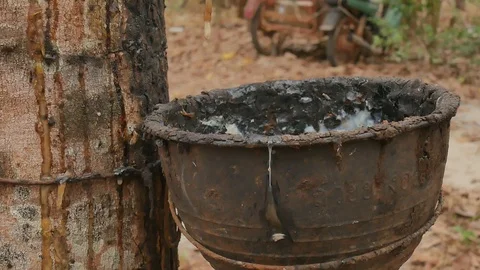 Rubber trees in nature. Stock Footage 101855041