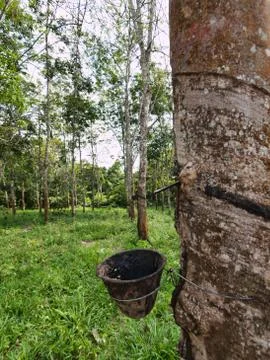 Rubber trees Fotos de archivo