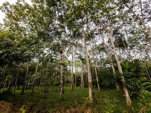 Rubber trees in the plantation. Stock Photos