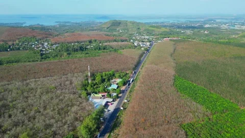 Rubber trees rubber field Stock Footage 235818093