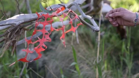 Rubbish cleaned off a tree branch Stock-Footage 40030270