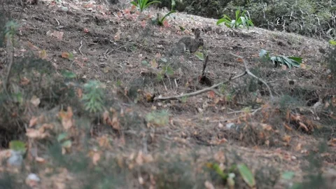 Rubbit in nature Stock Footage 128447346