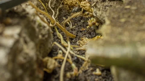 Rubble To Renew Seedling Timelapse Video stock 58863398