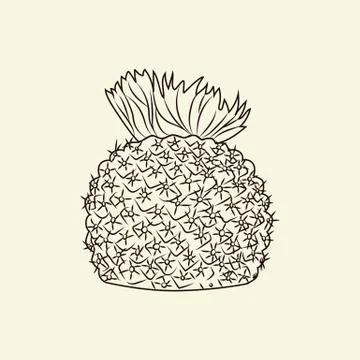 Rubesia cactus isolated on light background. Wild cacti sketch. Engraving vin Stock Illustration
