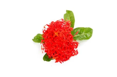 Rubiaceae flower isolated Stock Photos