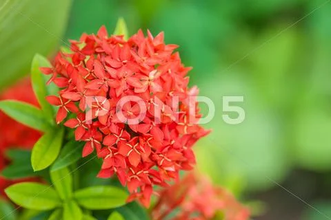 Rubiaceae flower Stock Photos