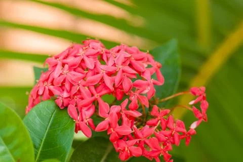 Rubiaceae flower Stock Photos