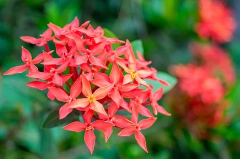 Rubiaceae flower Stock Photos