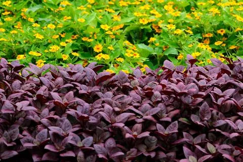 Rubicund leaves for pattern Stock Photos