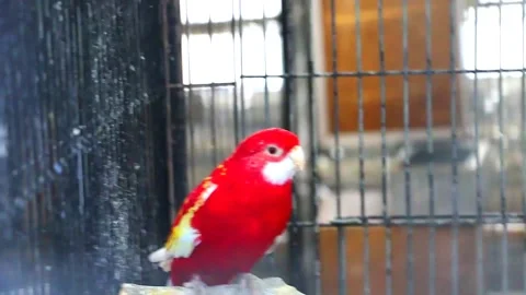 Rubino Rosella Parakeets Stock Footage 207400165