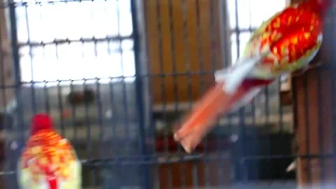 Rubino Rosella Parakeets Stock Footage 207400252