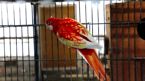 Rubino Rosella Parakeets Stock Footage 207400262