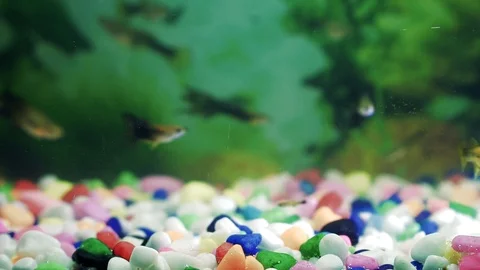 Rubu1080 Stock Footage 90994233