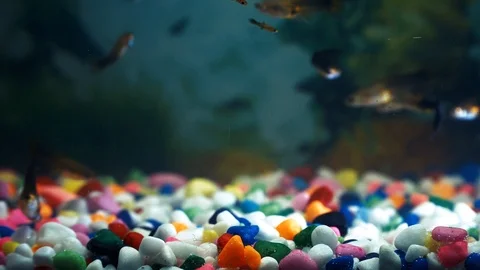 Rubu4K Stock Footage 90994105