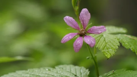 Rubus arcticus, the Arctic bramble one flower Stock Footage 282828259