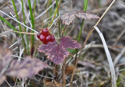 Rubus arcticus Stock Photos