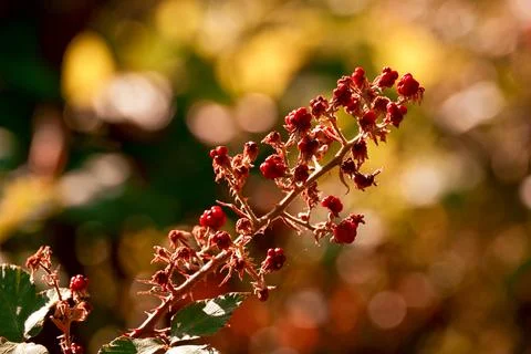 Rubus Berries In Warm Backlight Stock Photos