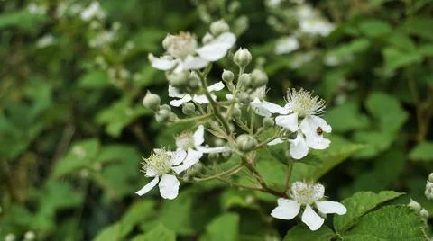 Rubus caesius, in the bush Stock Photos