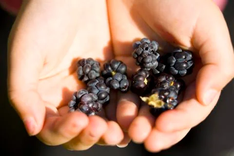 Rubus caesius dewberry.jh Stock Photos