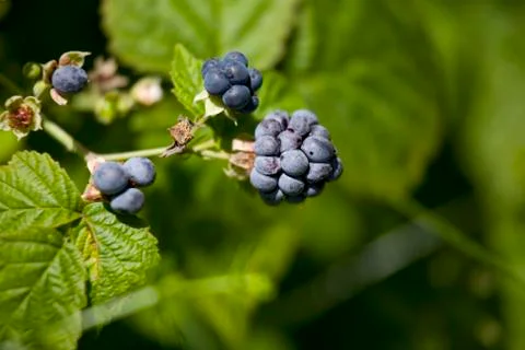 Rubus caesius dewberry.jh Foto stock