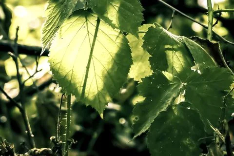 Rubus caesius Stock Photos